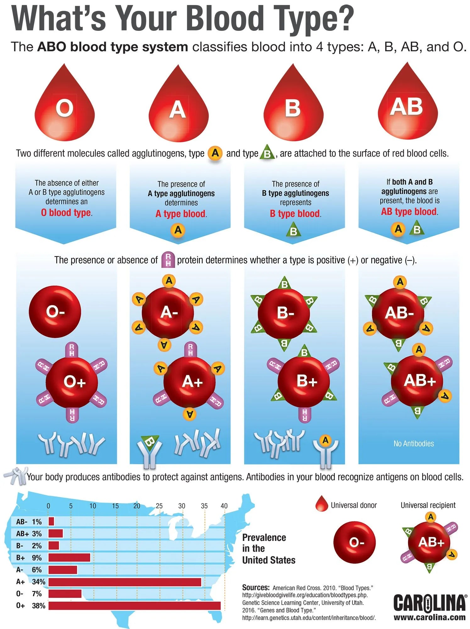 Recent Medical Discoveries in Blood: Understanding Blood Types, Their Mechanisms, and Evolutionary Significance